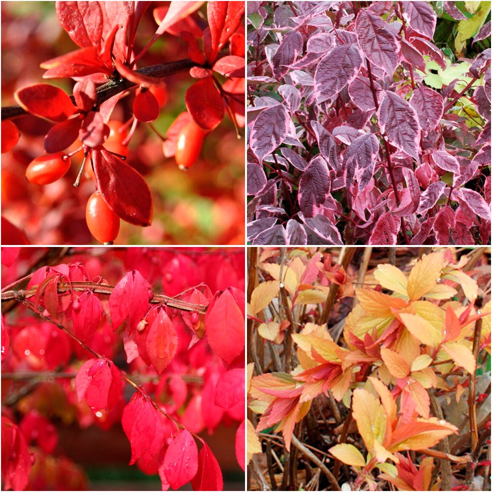 Декоративные кустарники с яркой листвой осенью